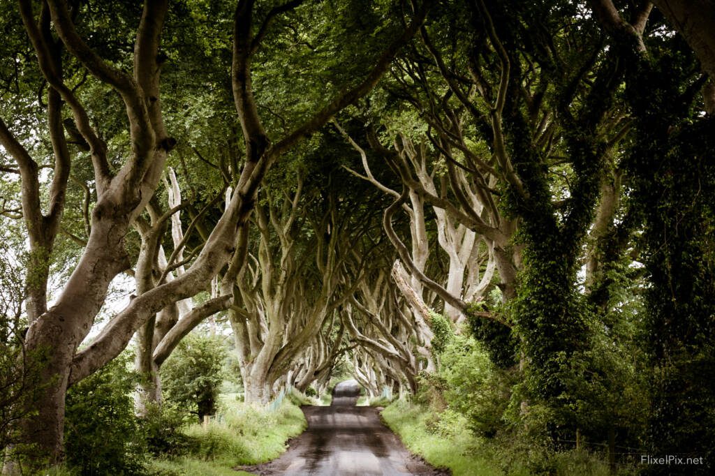 The Dark Hedges, Northern Ireland 